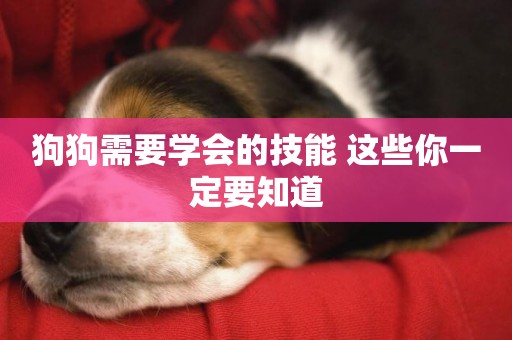 狗狗需要學會的技能 這些你一定要知道