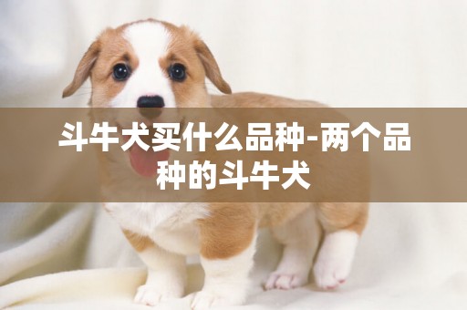 斗牛犬買什么品種-兩個品種的斗牛犬