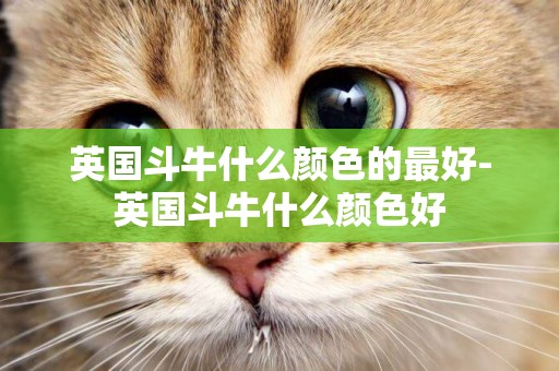 英國斗牛什么顏色的最好-英國斗牛什么顏色好
