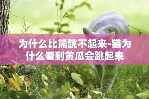 為什么比熊跳不起來-貓為什么看到黃瓜會跳起來