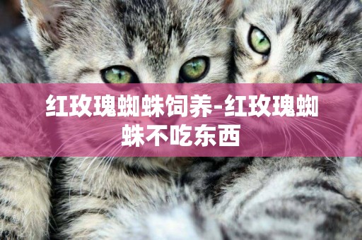 紅玫瑰蜘蛛飼養-紅玫瑰蜘蛛不吃東西