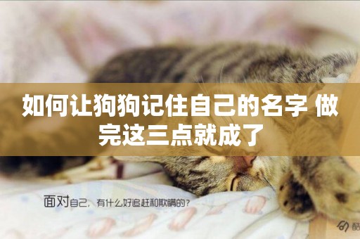 如何讓狗狗記住自己的名字 做完這三點就成了
