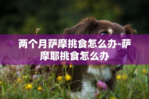 兩個月薩摩挑食怎么辦-薩摩耶挑食怎么辦