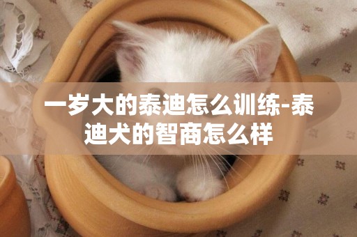 一歲大的泰迪怎么訓練-泰迪犬的智商怎么樣