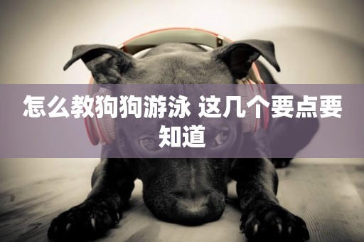 怎么教狗狗游泳 這幾個要點要知道