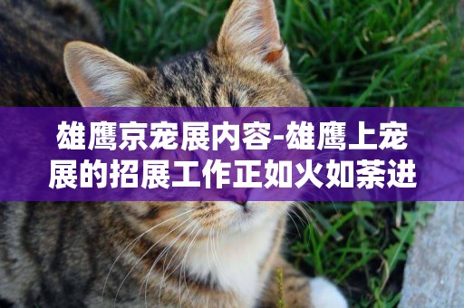 雄鷹京寵展內容-雄鷹上寵展的招展工作正如火如荼進行中