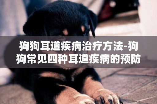 狗狗耳道疾病治療方法-狗狗常見四種耳道疾病的預防和治療