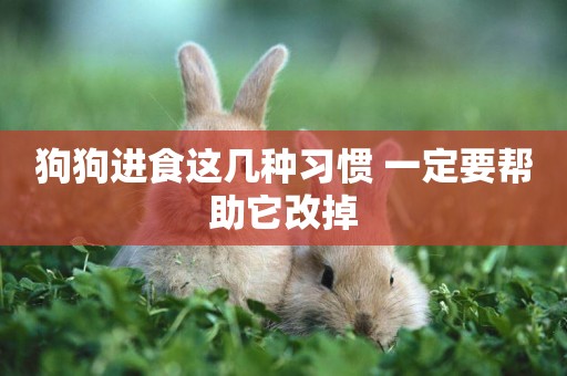 狗狗進食這幾種習慣 一定要幫助它改掉 狗狗進食這幾種習慣 一定要幫助它改掉