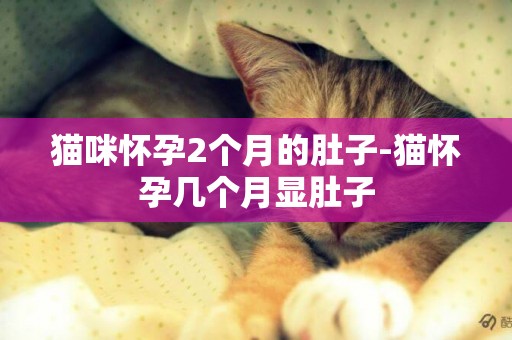 貓咪懷孕2個月的肚子-貓懷孕幾個月顯肚子