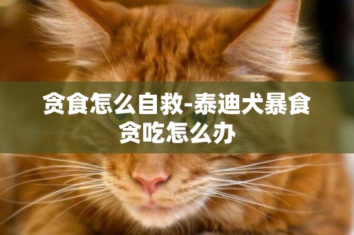 貪食怎么自救-泰迪犬暴食貪吃怎么辦