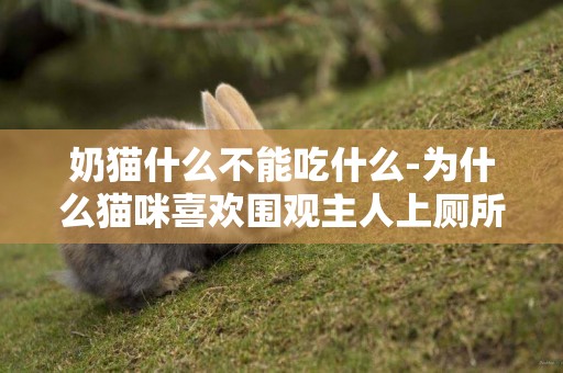 奶貓什么不能吃什么-為什么貓咪喜歡圍觀主人上廁所