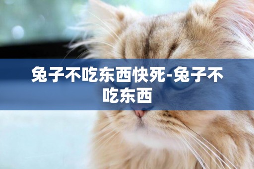兔子不吃東西快死-兔子不吃東西