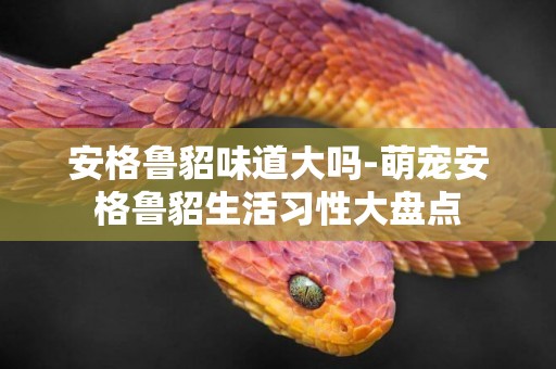 安格魯貂味道大嗎-萌寵安格魯貂生活習性大盤點