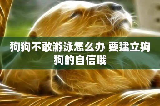 狗狗不敢游泳怎么辦 要建立狗狗的自信哦