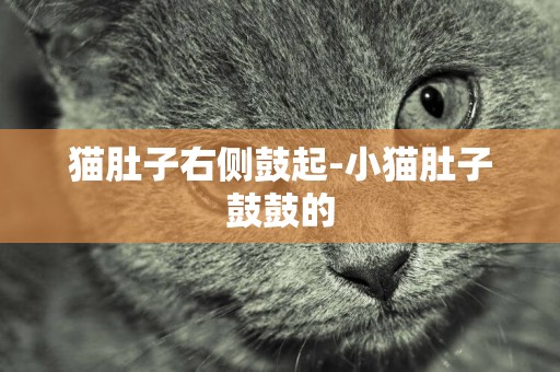 貓肚子右側鼓起-小貓肚子鼓鼓的