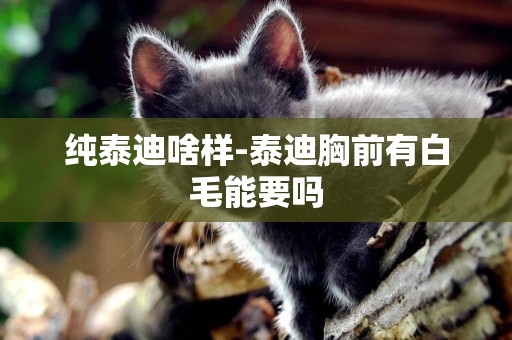純泰迪啥樣-泰迪胸前有白毛能要嗎