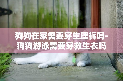 狗狗在家需要穿生理褲嗎-狗狗游泳需要穿救生衣嗎