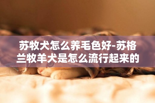 蘇牧犬怎么養毛色好-蘇格蘭牧羊犬是怎么流行起來的