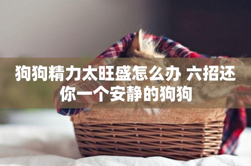 狗狗精力太旺盛怎么辦 六招還你一個安靜的狗狗