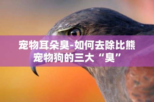 寵物耳朵臭-如何去除比熊寵物狗的三大“臭”
