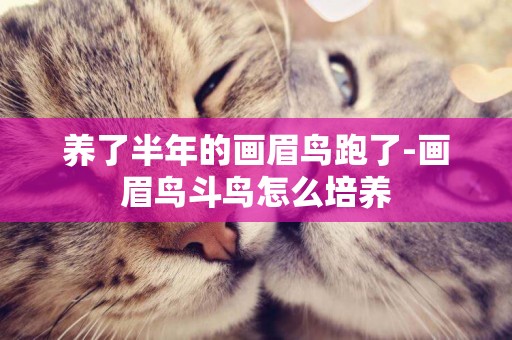 養了半年的畫眉鳥跑了-畫眉鳥斗鳥怎么培養