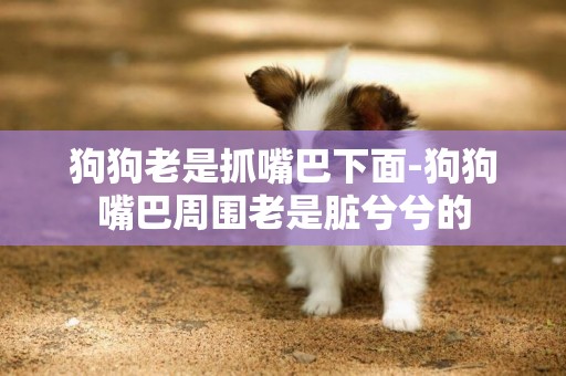 狗狗老是抓嘴巴下面-狗狗嘴巴周圍老是臟兮兮的