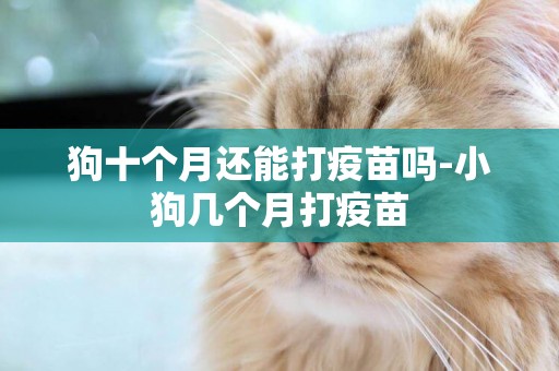 狗十個月還能打疫苗嗎-小狗幾個月打疫苗