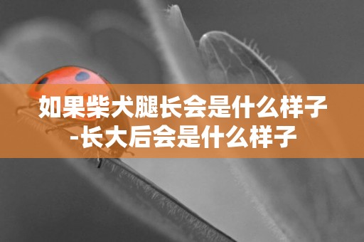 如果柴犬腿長會是什么樣子-長大后會是什么樣子