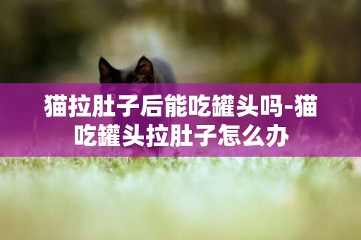 貓拉肚子后能吃罐頭嗎-貓吃罐頭拉肚子怎么辦