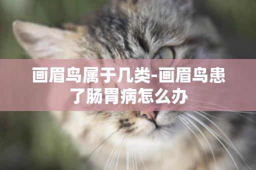 畫眉鳥屬于幾類-畫眉鳥患了腸胃病怎么辦