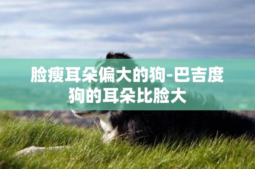 臉瘦耳朵偏大的狗-巴吉度狗的耳朵比臉大