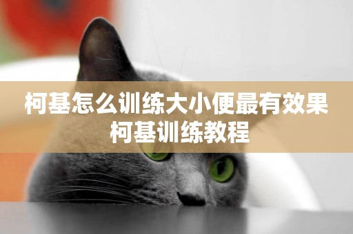 柯基怎么訓練大小便最有效果 柯基訓練教程
