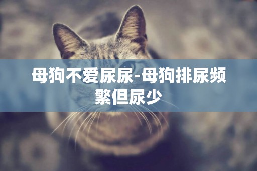 母狗不愛尿尿-母狗排尿頻繁但尿少