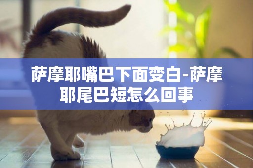 薩摩耶嘴巴下面變白-薩摩耶尾巴短怎么回事