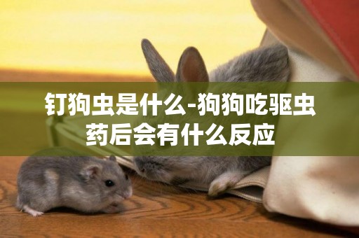釘狗蟲是什么-狗狗吃驅蟲藥后會有什么反應