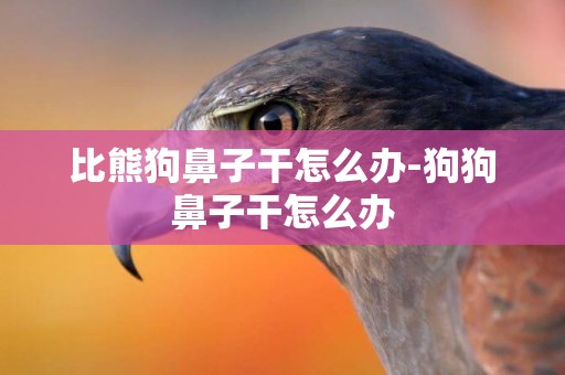 比熊狗鼻子干怎么辦-狗狗鼻子干怎么辦