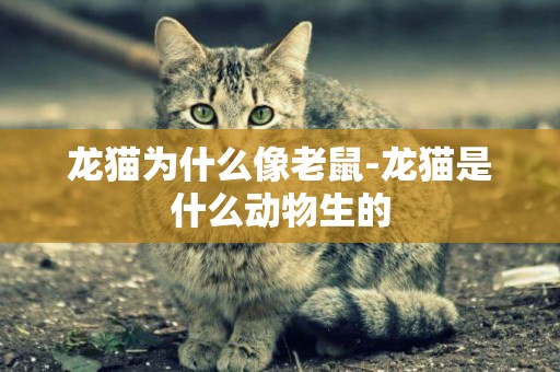 龍貓為什么像老鼠-龍貓是什么動物生的