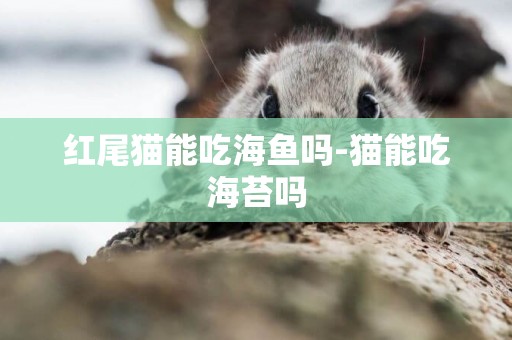 紅尾貓能吃海魚嗎-貓能吃海苔嗎