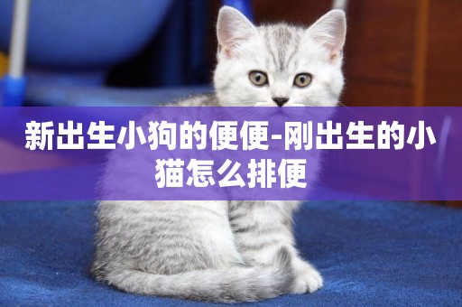 新出生小狗的便便-剛出生的小貓怎么排便