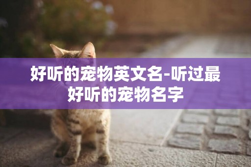 好聽的寵物英文名-聽過最好聽的寵物名字
