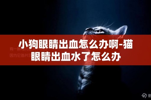 小狗眼睛出血怎么辦啊-貓眼睛出血水了怎么辦