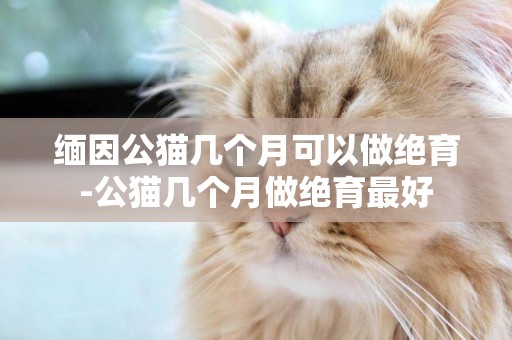 緬因公貓幾個月可以做絕育-公貓幾個月做絕育最好