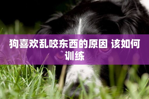 狗喜歡亂咬東西的原因 該如何訓練