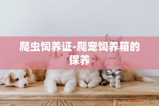爬蟲飼養證-爬寵飼養箱的保養