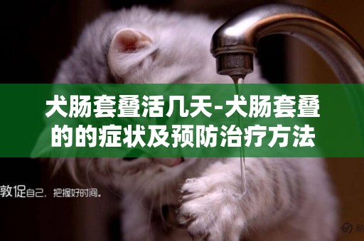 犬腸套疊活幾天-犬腸套疊的的癥狀及預防治療方法