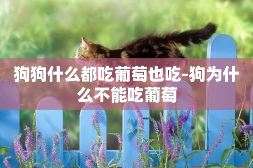 狗狗什么都吃葡萄也吃-狗為什么不能吃葡萄