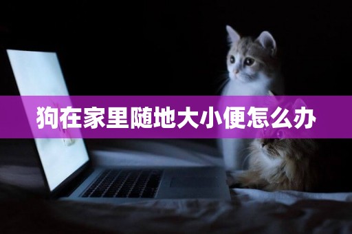 狗在家里隨地大小便怎么辦