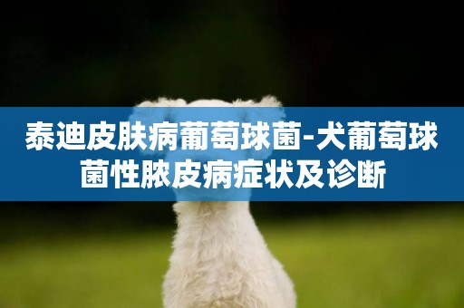 泰迪皮膚病葡萄球菌-犬葡萄球菌性膿皮病癥狀及診斷
