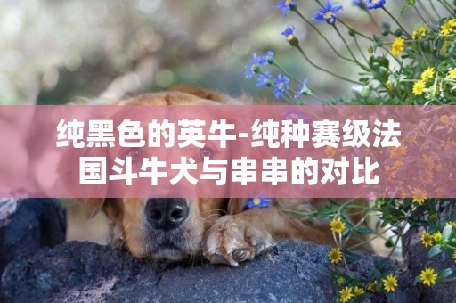 純黑色的英牛-純種賽級法國斗牛犬與串串的對比