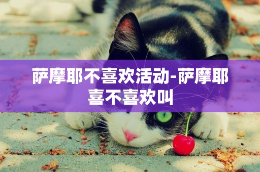 薩摩耶不喜歡活動-薩摩耶喜不喜歡叫